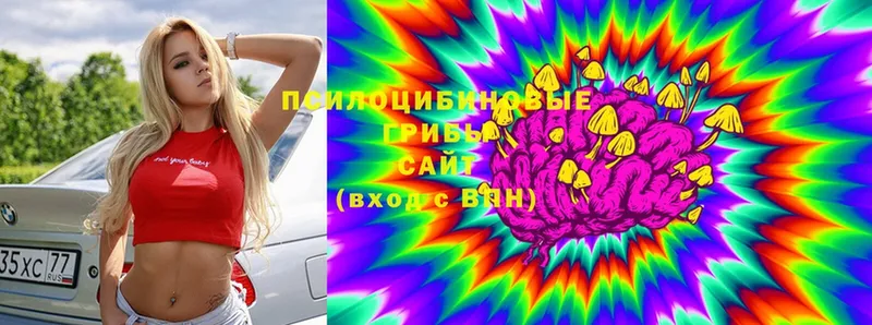 Галлюциногенные грибы Psilocybe  Киреевск 